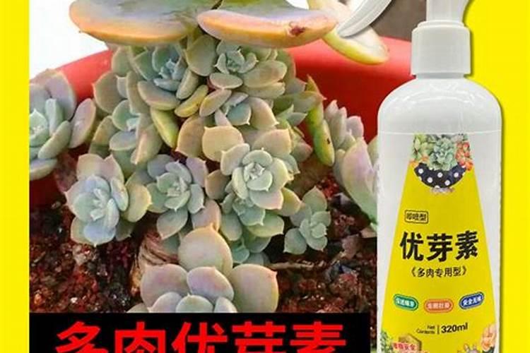 茶花花苞期怎么施肥