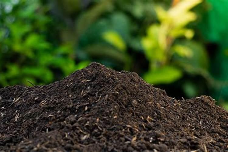 茶花花苞期可以施肥吗 有哪些需要注意的