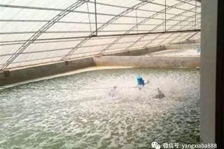 水产养殖氨氮高是什么原因造成的