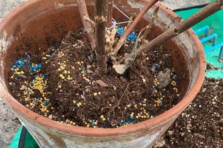 新买的绣球花怎么上盆