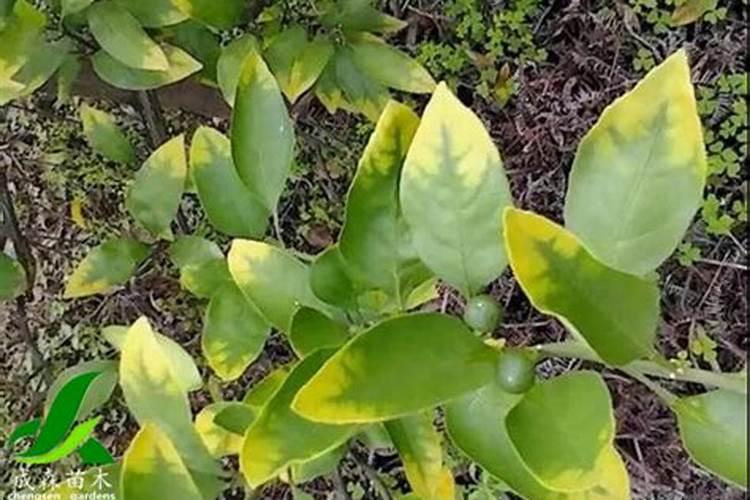 柑橘黄化的原因及解决方法