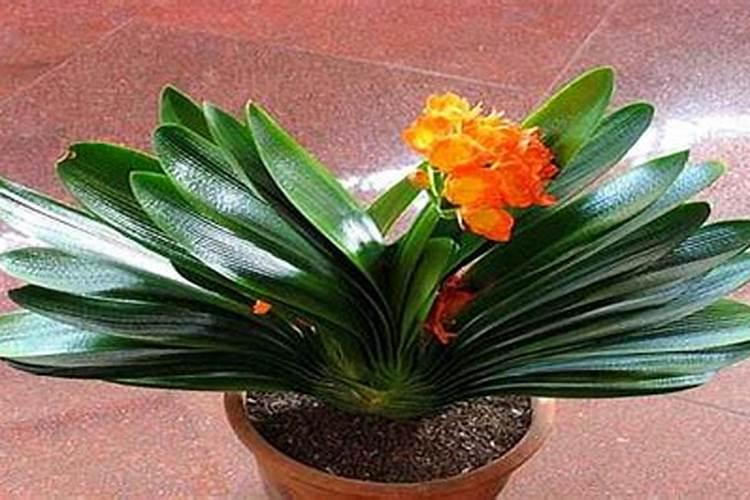 君子兰换土应该加复合肥吗？