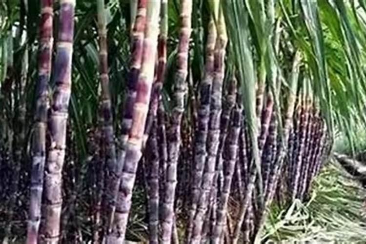 甘蔗施什么肥长得最快