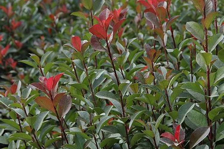 红叶石楠扦插苗什么时候施肥？红叶石楠扦插苗后期施肥技术