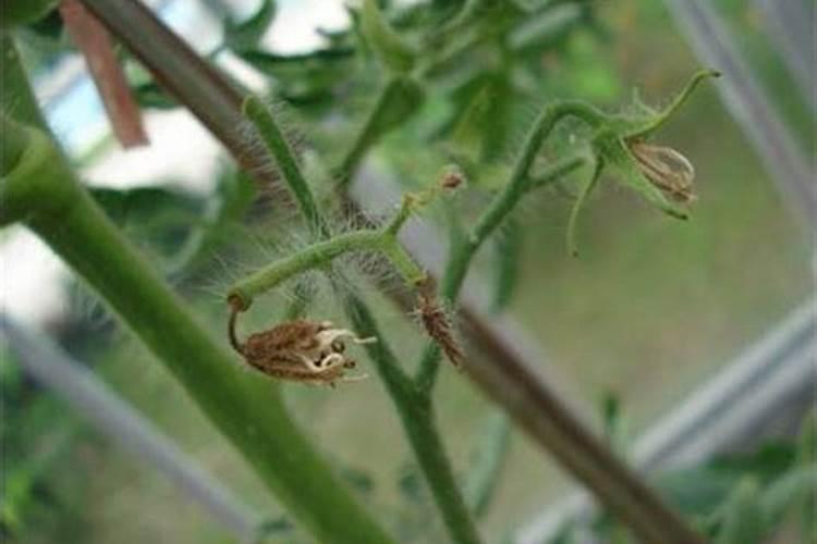 番茄落花落果的原因有哪些