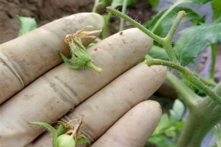 番茄落花落果怎么解决？什么原因造成的呢？