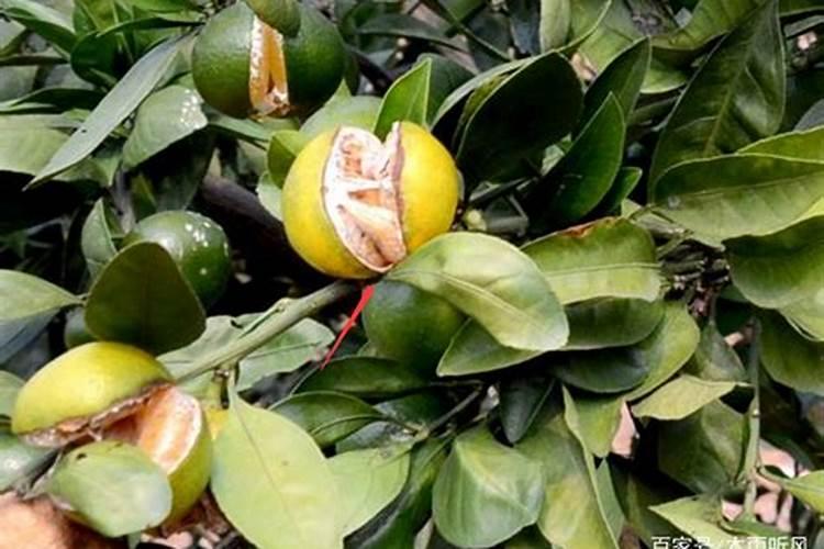 葡萄补硼的最佳时期,补硼过度会有什么影响