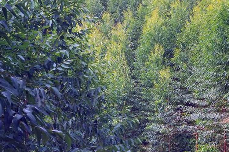 种大蒜用硫酸钾还是氯化钾好？