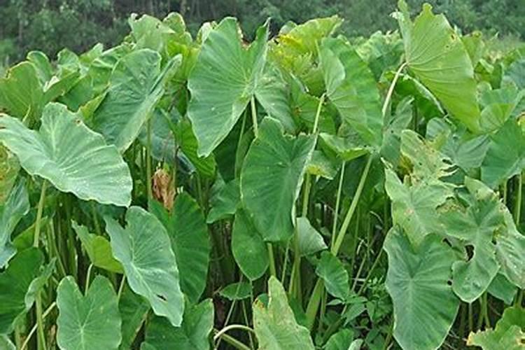 毛芋现在施肥来得及吗？现在是八月份施来得及吗？