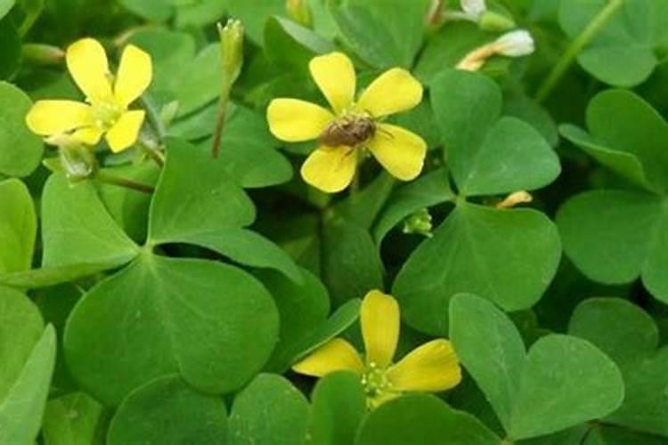 洋芋打什么叶面肥