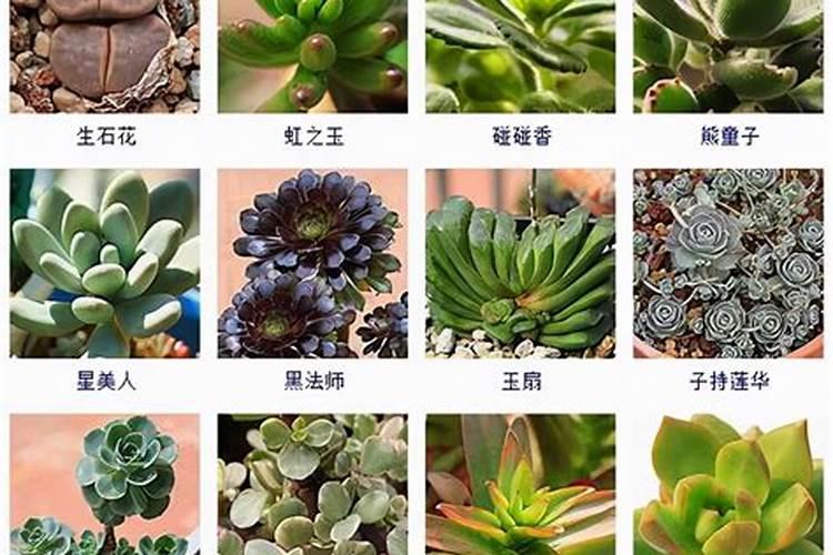 这几种多肉植物刚养殖和长大后的变化很大
