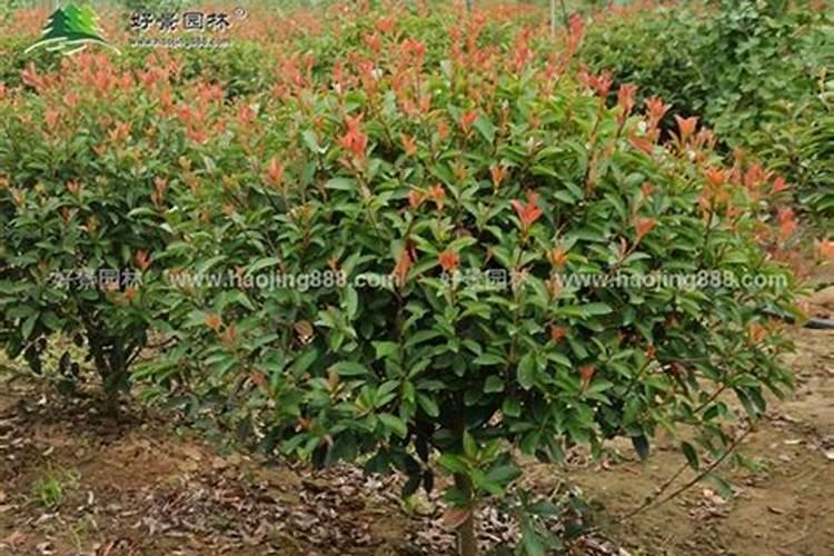 栀子花花肥用什么合适 肥料制作与使用方法