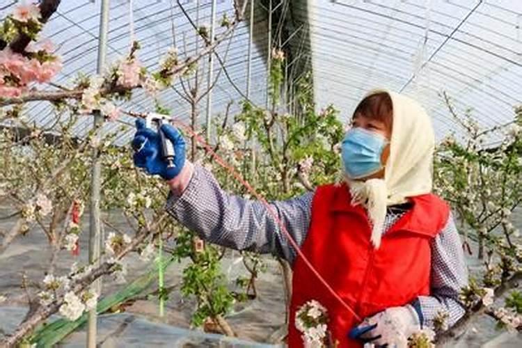 大棚韭菜叶面肥白醋