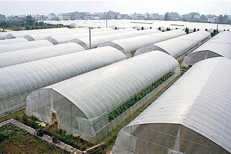 大棚西瓜高温季节如何施肥