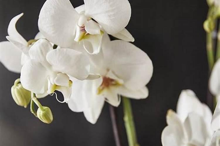 盐碱地怎样施肥