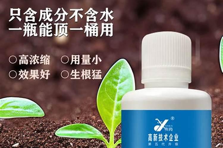 在阳台上荷花不开花怎么办,四个解决方法让其正常开花