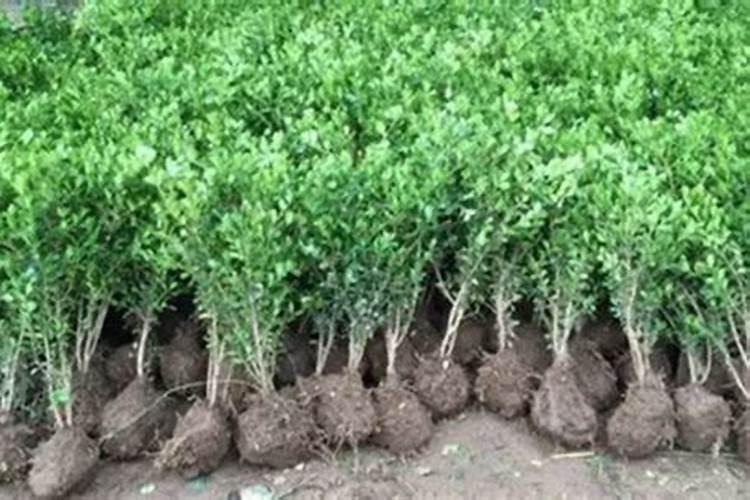 樱桃树打什么药好