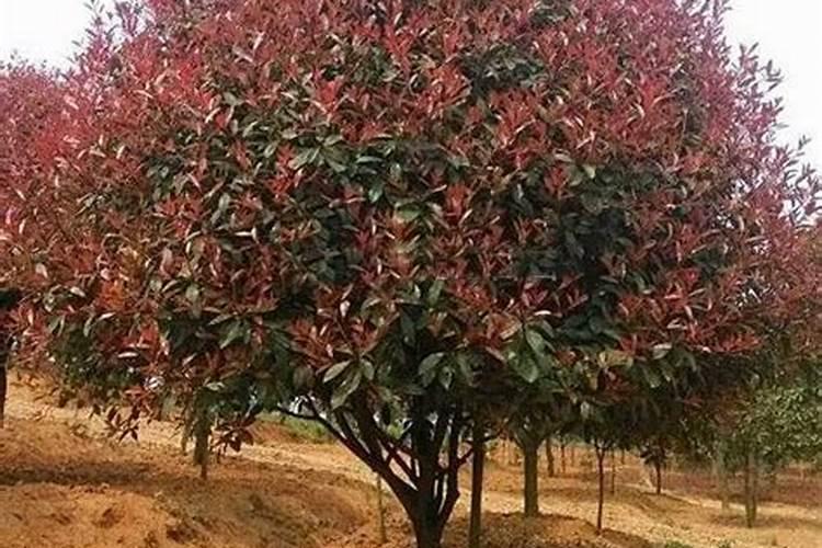 能在黄土高原上种树种草吗