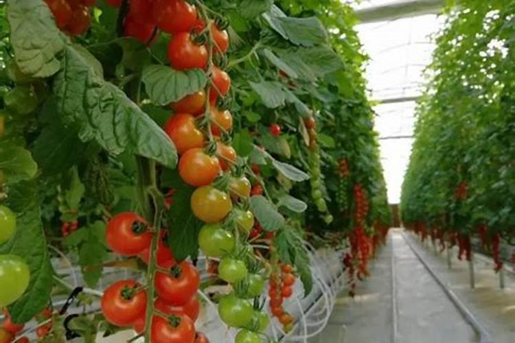 叶面肥复硝酚钠与尿素配比,叶面肥复硝酚钠有什么作用