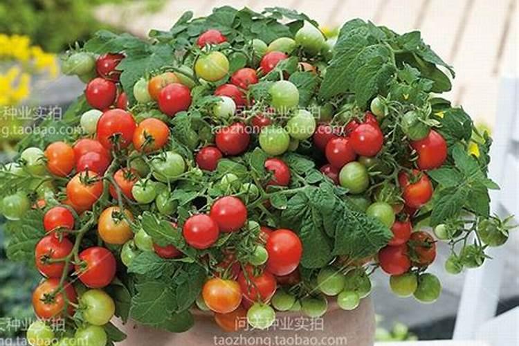 樱桃番茄不开花,花少,易脱落什么原因？