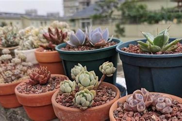 荷兰豆上什么肥料能让它花多角厚呢