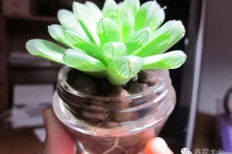 玉露香梨开花前打什么药