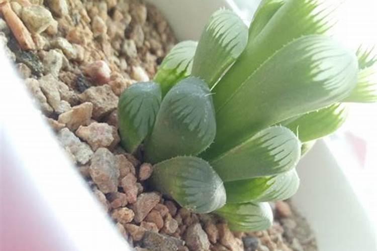 多肉植物越养越瘦怎么办