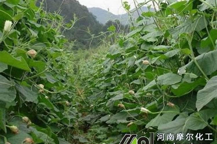 洋葱保绿最好的药