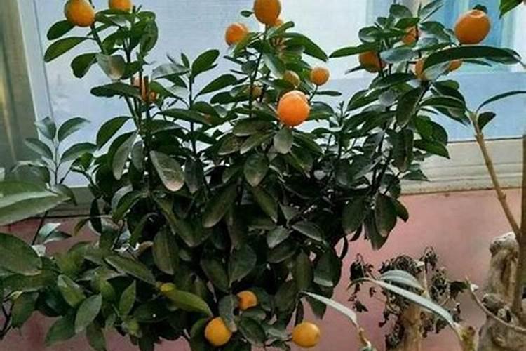 盆栽金桔树干枯萎咋办