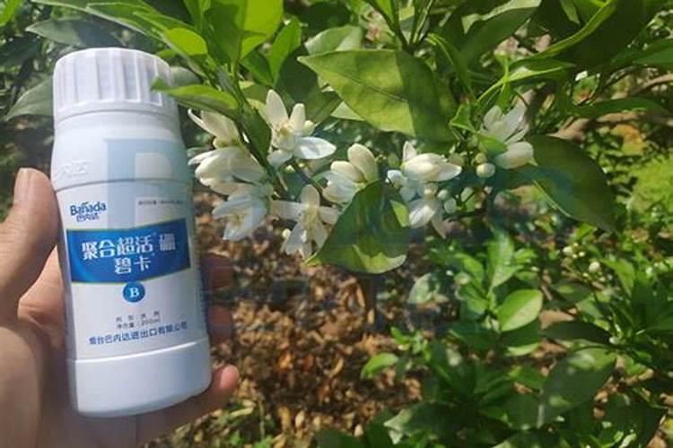 菠萝蜜种植挂果树的施肥方法？