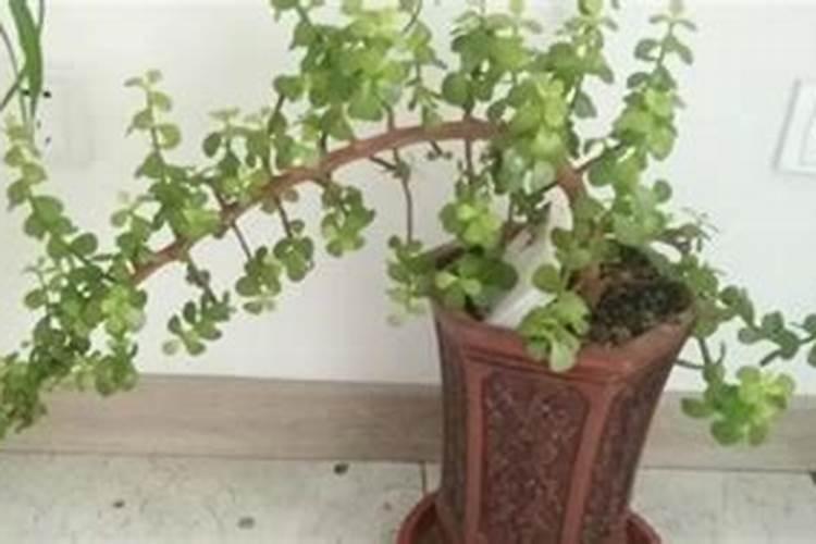 金枝玉叶如何养护轻松变老桩