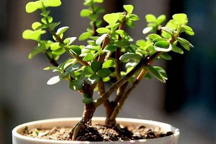 金枝玉叶用什么肥料最好