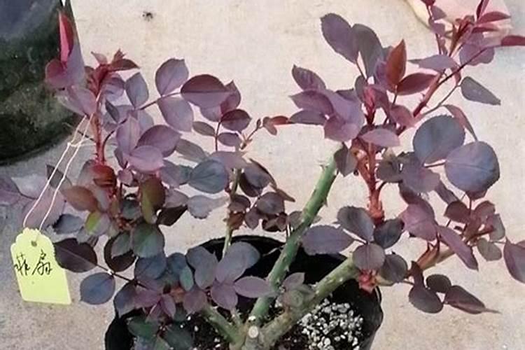 月季发芽后可以施肥吗