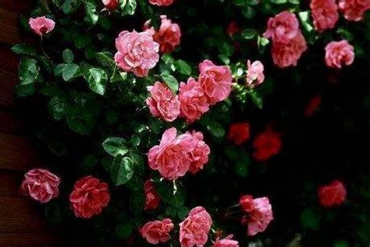 蔷薇花春天怎么施肥