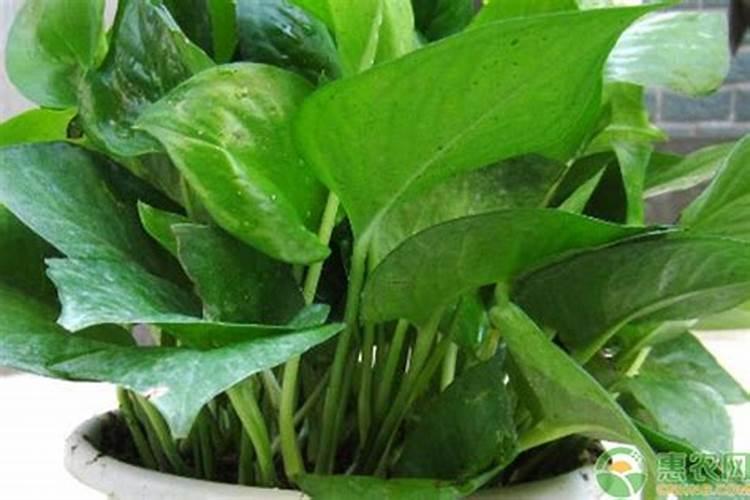 藤本月季怎么施肥,幼期氮肥为主生长期追施复合肥