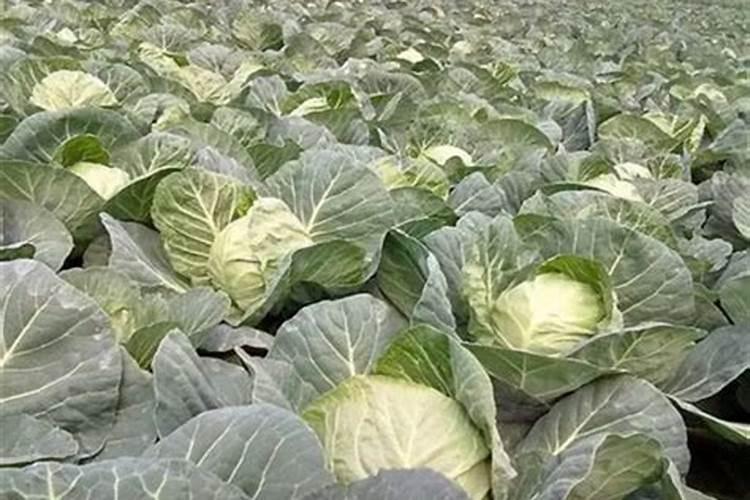 奥绿318s白兰花可以用吗