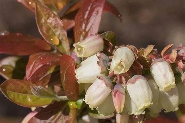 蓝莓叶片发红是怎么回事