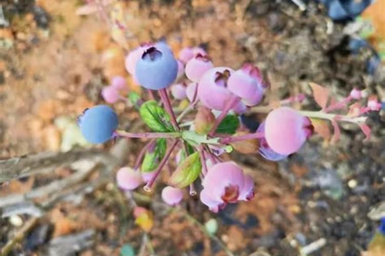 蓝莓红叶是什么原因