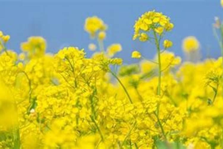 落地生根用深盆还是浅盆