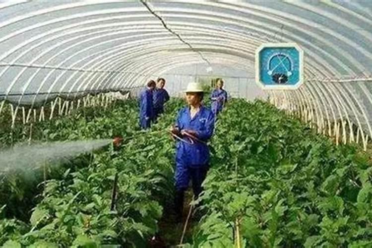 叶面肥三天喷一次可以吗