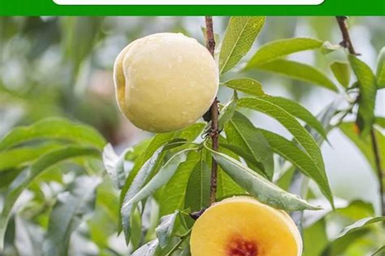 在果树上如何施用钙肥