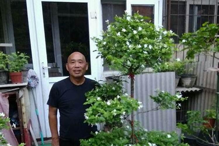 茉莉花浇什么肥料合适