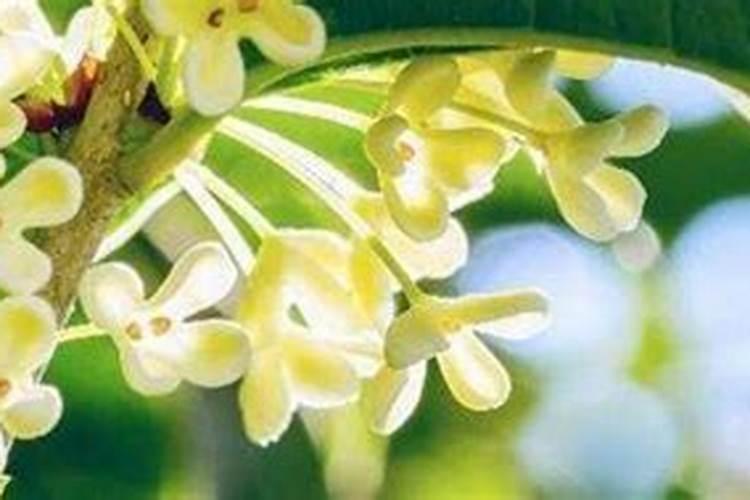 桂花树专用肥有哪些 施肥注意事项