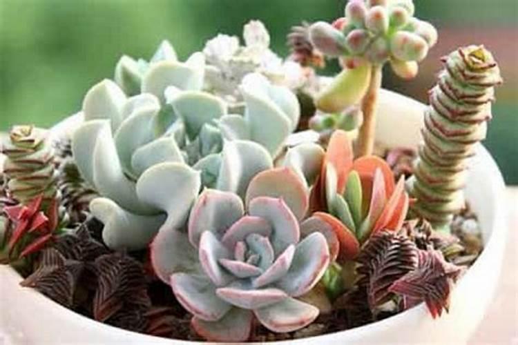 花多多1号可以浇多肉吗