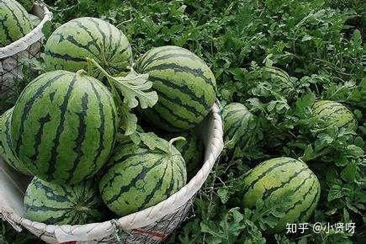 油茶树什么时候施肥