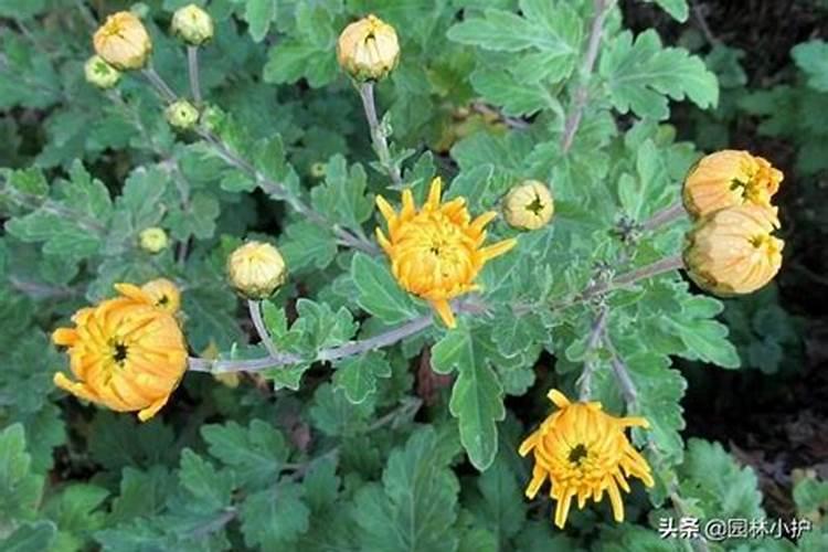 菊花有花苞的时候可以施肥吗