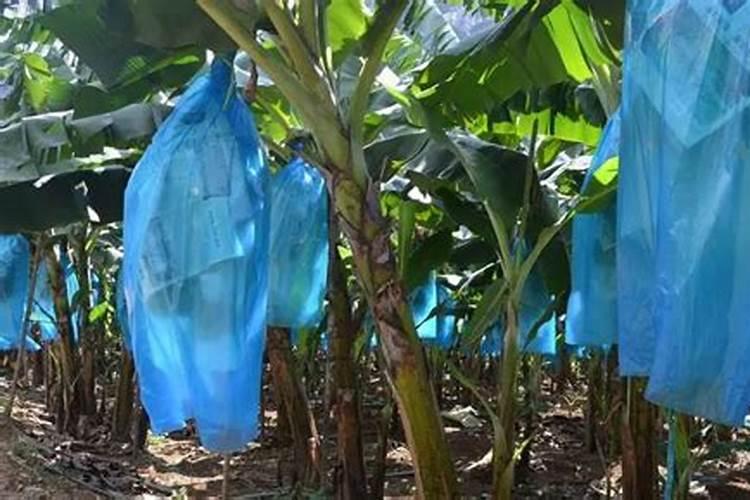 打完叶面肥多久可以打除草剂