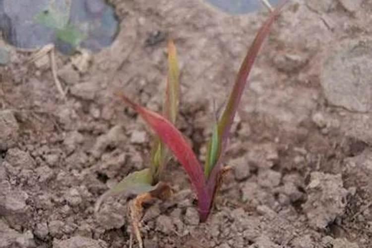 给盆花施肥过多了怎么办？ 根外施肥有什么好处？