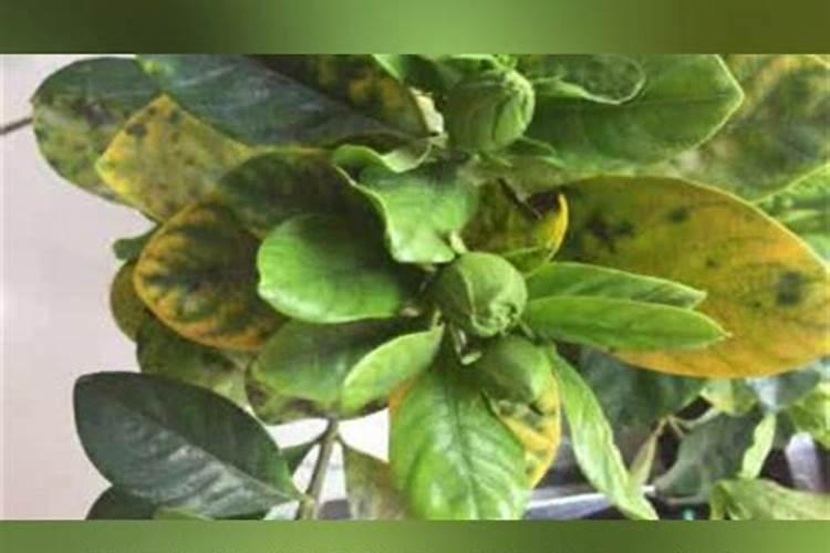 我的黄瓜秧硼肥施多了,应该怎么办叶子黄边？