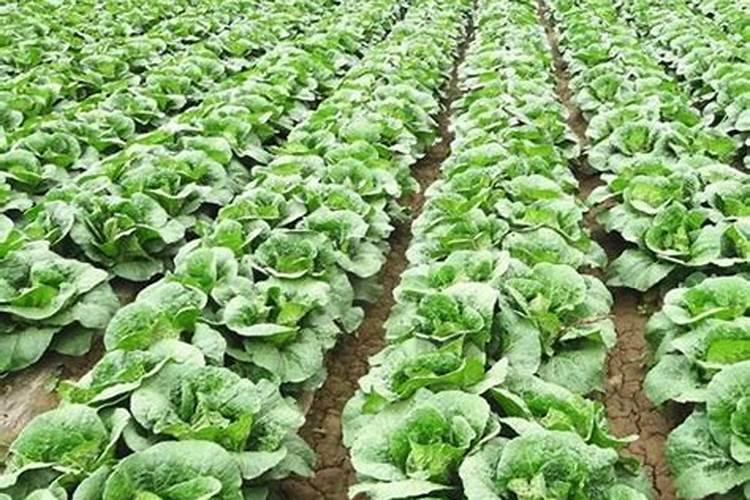 叶面喷施哪种酸可以促进果实提高糖分